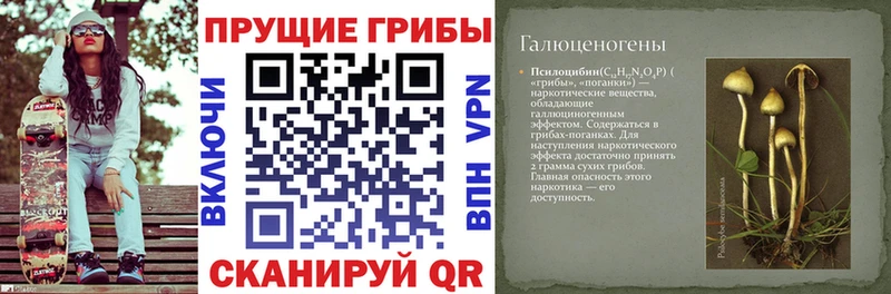 Галлюциногенные грибы Psilocybine cubensis  Хилок 
